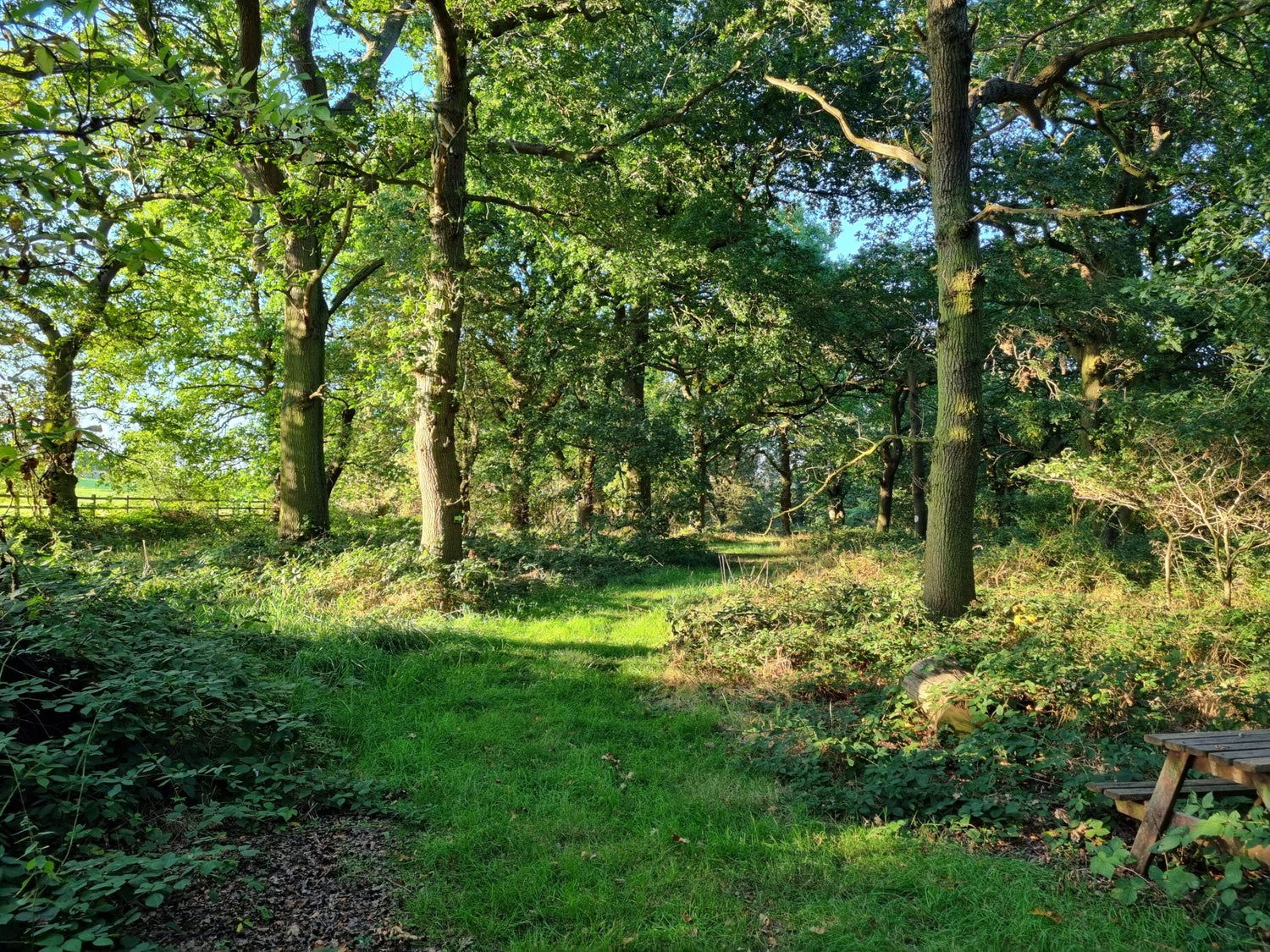 Green News: Alvecote Woods