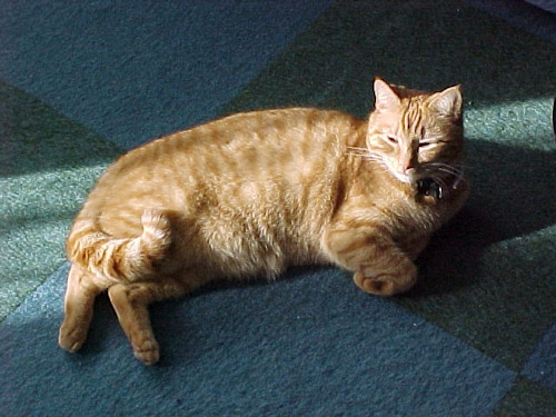 Willoughby, our ginger cat